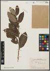 Foto von Salix aegyptiaca L.